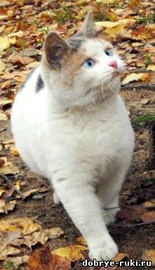 голубоглазая кошка Бирюза Плюшкина